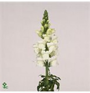 ΣΚΥΛΑΚΙΑ  ΛΕΥΚΑ ANTIRRHINUM  OP-WHITE
