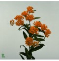 ΑΣΚΛΕΠΙΑΣ ΠΟΡΤΟΚΑΛΙ  ASCLEPIAS  TUBEROSA