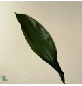 ΑΣΠΕΝΤΙΣΤΡΑ  ASPIDISTRA  BLAD
