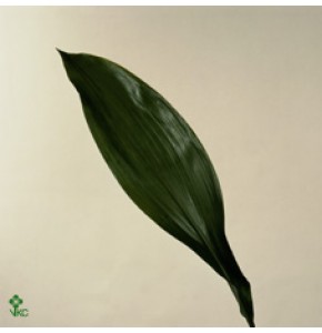 ΑΣΠΕΝΤΙΣΤΡΑ  ASPIDISTRA  BLAD