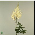 ΑΣΤΙΛΜΠΕ  ΛΕΥΚΟ  ASTILBE  DIAMANT