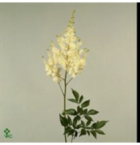 ΑΣΤΙΛΜΠΕ  ΛΕΥΚΟ  ASTILBE  DIAMANT