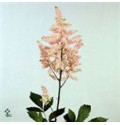 ΑΣΤΙΛΜΠΕ  ΡΟΖ     - ASTILBE  EUROPA