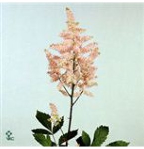 ΑΣΤΙΛΜΠΕ  ΡΟΖ     - ASTILBE  EUROPA