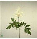 ΑΣΤΙΛΜΠΕ  ΛΕΥΚΟ ASTILBE  WHASINGTHON