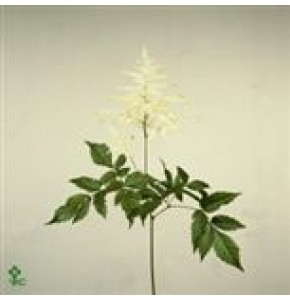 ΑΣΤΙΛΜΠΕ  ΛΕΥΚΟ ASTILBE  WHASINGTHON
