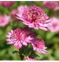 ΑΣΤΡΑΝΤΙΑ  ΡΟΖ ASTRANTIA  ROMA