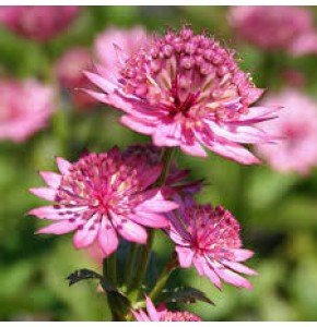 ΑΣΤΡΑΝΤΙΑ  ΡΟΖ ASTRANTIA  ROMA