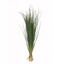 ΓΚΡΑΣ  BEARGRASS