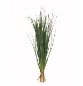ΓΚΡΑΣ  BEARGRASS