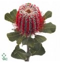 ΠΡΩΤΕΑ  ΚΟΚΚΙΝΗ    BANKSIA  COCCINEA