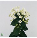ΜΠΟΥΒΑΡΔΙΑ  ΛΕΥΚΗ  BOUVARDIA ROY.DAPHNE WIT