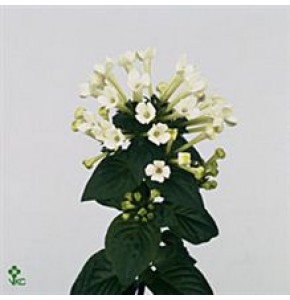 ΜΠΟΥΒΑΡΔΙΑ  ΛΕΥΚΗ  BOUVARDIA ROY.DAPHNE WIT