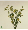 ΜΠΟΥΜΠΛΕΡΟΥΜ   -BUPLEURUM  GRIFFITHII