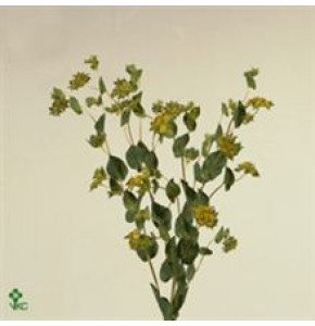 ΜΠΟΥΜΠΛΕΡΟΥΜ   -BUPLEURUM  GRIFFITHII