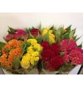 ΤΣΕΛΟΖΙΑ ΜΙΞ Εισαγωγης CELOSIA CRYST. GEMENGT