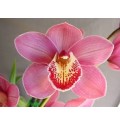 ΣΙΜΠΙΝΤΙΟΥΜ ΡΟΖ 80εκ. CYMBIDIUM  Tak EVIE