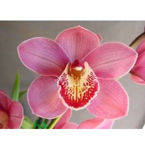 ΣΙΜΠΙΝΤΙΟΥΜ ΡΟΖ 80εκ. CYMBIDIUM  Tak EVIE