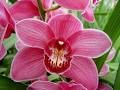 ΣΙΜΠΙΝΤΙΟΥΜ ΡΟΖ 80εκ. CYMBIDIUM ΤΑΚ MONIKA 80cm