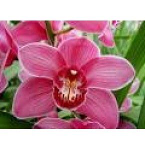 ΣΙΜΠΙΝΤΙΟΥΜ ΡΟΖ 80εκ. CYMBIDIUM ΤΑΚ MONIKA 80cm