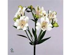 ΑΛΣΤΡΟΜΕΡΙΑ  ΛΕΥΚΗ ALSTROMERIA VIRGINIA