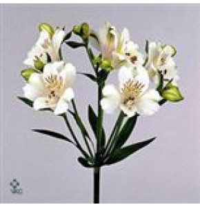 ΑΛΣΤΡΟΜΕΡΙΑ  ΛΕΥΚΗ ALSTROMERIA VIRGINIA