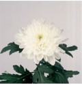 ΧΡΥΣΑΝΘΕΜΟ  ΚΕΦΑΛΑΤΟ  CHR. G ZEMBLA WHITE