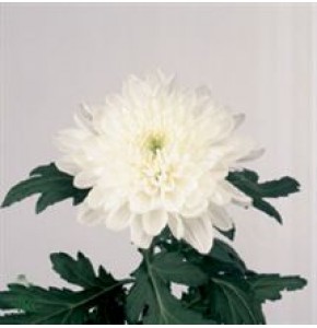 ΧΡΥΣΑΝΘΕΜΟ  ΚΕΦΑΛΑΤΟ  CHR. G ZEMBLA WHITE