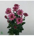 ΧΡΥΣΑΝΘΕΜΟ  ΡΟΖ  -CHRYS.  T GRAND PINK