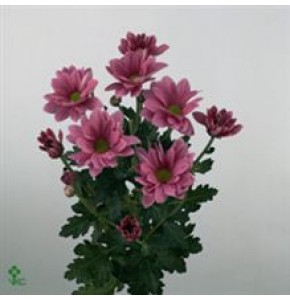 ΧΡΥΣΑΝΘΕΜΟ  ΡΟΖ  -CHRYS.  T GRAND PINK
