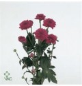 ΧΡΥΣΑΝΘΕΜΟ  ΦΟΥΞ  -CHRYS.  T LOLLIPOP PURPLE