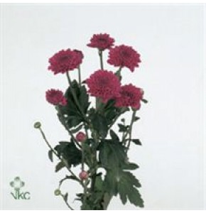 ΧΡΥΣΑΝΘΕΜΟ  ΦΟΥΞ  -CHRYS.  T LOLLIPOP PURPLE
