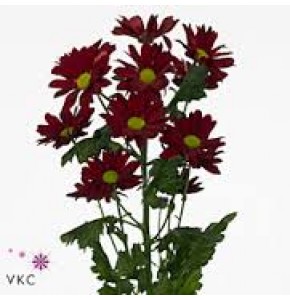 ΧΡΥΣΑΝΘΕΜΟ  ΚΟΚΚΙΝΟ  CHRYS. T MERLOT