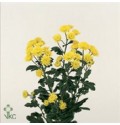 ΧΡΥΣΑΝΘΕΜΟ  ΚΙΤΡΙΝΟ  CHRYS. T STALLION YELLOW