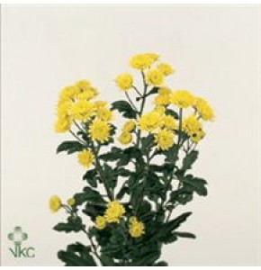 ΧΡΥΣΑΝΘΕΜΟ  ΚΙΤΡΙΝΟ  CHRYS. T STALLION YELLOW