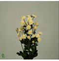 ΧΡΥΣΑΝΘΕΜΟ  ΛΕΥΚΟ  CHRYS.  T STALLION WHITE