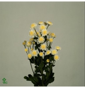 ΧΡΥΣΑΝΘΕΜΟ  ΛΕΥΚΟ  CHRYS.  T STALLION WHITE