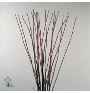 ΛΙΓΑΡΙΑ  ΚΛΑΔΙΑ   -CORNUS  ALBA SIBIRICA