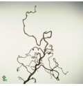 ΚΟΡΥΛΟΥΣ  ΚΛΑΔΙΑ  -CORYLUS  CONTORTIA