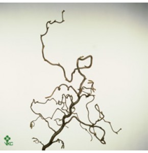 ΚΟΡΥΛΟΥΣ  ΚΛΑΔΙΑ  -CORYLUS  CONTORTIA