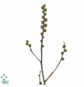 ΚΡΟΚΟΣΜΙΑ   -CROCOSMIA