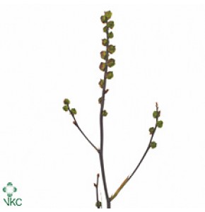 ΚΡΟΚΟΣΜΙΑ   -CROCOSMIA