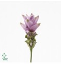 ΚΟΥΡΚΟΥΜΑ   ΡΟΖ   -CURCUMA  ALISMATIFOLIA