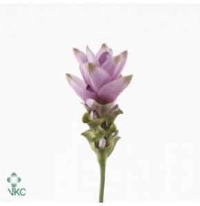 ΚΟΥΡΚΟΥΜΑ   ΡΟΖ   -CURCUMA  ALISMATIFOLIA