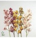 ΣΙΜΠΙΝΤΙΟΥΜ  ΜΙΝΙ  60εκ.  -CYMBIDIUM  MI  GEMENGT 60cm