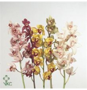ΣΙΜΠΙΝΤΙΟΥΜ  ΜΙΝΙ  60εκ.  -CYMBIDIUM  MI  GEMENGT 60cm
