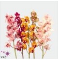 ΣΙΜΠΙΝΤΙΟΥΜ  ΜΙΞ  60εκ.  -CYMBIDIUM  Tak GEMENGT 60cm