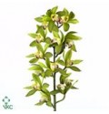 ΣΙΜΠΙΝΤΙΟΥΜ  ΠΡΑΣΙΝΟ  60εκ.  CYMBIDIUM  Tak GREEN GIANT 60cm