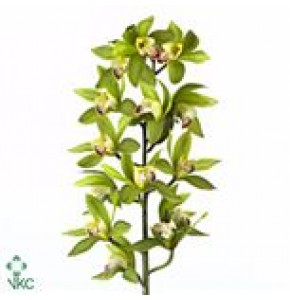 ΣΙΜΠΙΝΤΙΟΥΜ  ΠΡΑΣΙΝΟ  80εκ.  CYMBIDIUM  Tak GREEN GIANT 80cm