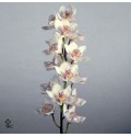 ΣΙΜΠΙΝΤΙΟΥΜ  ΛΕΥΚΟ  60εκ.  CYMBIDIUM  Tak WHITE 60cm